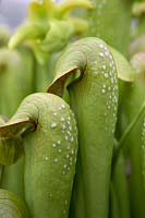 Sarracenia 'Pitcher Plants' Carnivorous plants