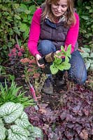 Planting biennials - Foxgloves - in a border in autumn