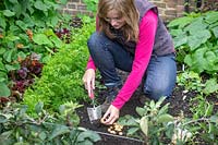 Planting onion sets in autumn using a trowel