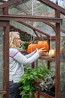 Putting pumpkins and squash onto shelves in the greenhouse