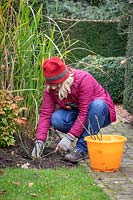 Planting bare root roses in autumn making sure the crown is below soil level