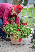 Using a sack truck to bring in a heavy tender pot plant - Pelargonium - to overwinter
