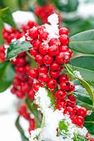 Ilex aquifolium 'J.C. van Tol' - Holly berries with snow