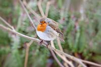 Erithacus rubecula - Robin perched on branch 