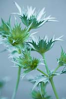 Eryngium giganteum, a biennial or short-lived perennial with spiny silvery-grey bracts.