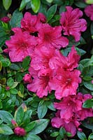 Rhododendron 'Hexe' - May