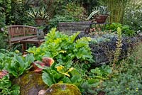 Bergenia and rheum leaves in border with benches behind 