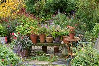 Pots of geraniums, fuchsias and dahlias on stone bench in cottage garden.