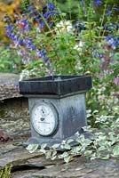 Old kitchen scales on a dry stone wall, against backdrop of blue salvias.