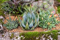 Old stone trough planted with cacti and succulents
