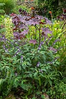 Salvia 'Phyllis Fancy' with Ricinus communis 'New Zealand Purple'.