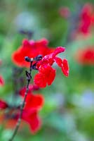 Salvia greggii 'Royal Bumble', a bushy shrub with red flowers 