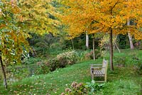 A grassy path flanks an ornamental pond with a bench beneath Nyssa sinensis Nymans Form.