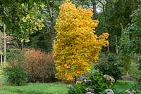 Carya ovata, the shagbark hickory tree in October