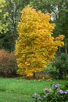 Carya ovata - the shagbark hickory, stands in the valley bottom of East Bergholt Place gardens.