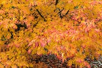 Acer palmatum 'Elegans' - Japanese maple, a deciduous tree with gold, orange and red in autumn.