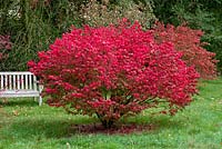 Euonymus alatus 'Select' - winged spindle, a spreading deciduous shrub with crimson autumn foliage 