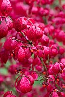 Euonymus alatus 'Compactus', winged spindle tree in autumn.