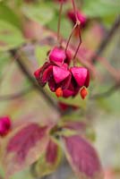 Euonymus planipes 'Dart's August Flame', flat stalked spindle, a deciduous shrub with red autumn leaves amidst lobed red fruits that split to reveal orange seeds.