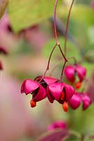 Euonymus planipes 'Dart's August Flame' - flat stalked spindle tree in autumn