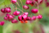 Euonymus planipes 'Sancho' - flat stalked spindle in autumn