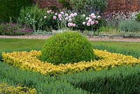 Evergreen bed planted with common box topiary, enclosed in golden box.