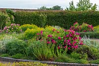 Enclosed herb garden with roses in mixed beds 