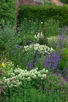 A border of nectar rich flowers including clumps of Trifolium pannonicum, Hungarian Clover, evening primrose, hardy geraniums, Salvia forsskaolii and Anthemis tinctoria 'Sauce Hollandaise'.