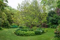 Magnolia is planted in a circular bed, underplanted with Hosta