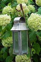 A metal lantern hanging in front of Hydrangea 'Limelight'.