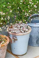 Terracotta pots planted with Sempervivum succulents in front of a metal planter filled with Erigeron karvinskianus,.