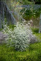 Rubus thibetanus - Silver Fern