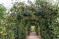 Pyrus communis 'Doyenne du Comice' growing on archway at RHS Wisley