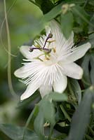 Passiflora caerulea 'Constance Elliot' - Passion Flower