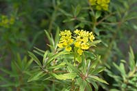 Euphorbia sikkimensis - Sikkim spurge