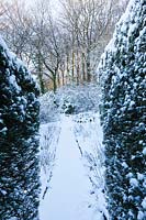 Snow-covered hosta walk towards woodland - Veddw House Garden. 