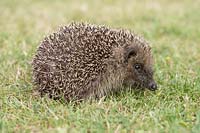 Erinaceus europaeus - European hedgehog on garden lawn