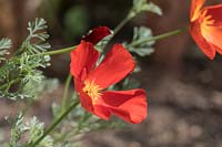 Eschscholzia californica 'Red Chief'