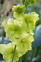Gladiolus 'Green Star' 