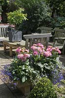 Garden seating area with Dahlias and Lobelia in stone container