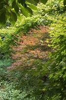 Acer palmatum 'Orange Dream', 'Beni-otake' and Acer shirasawanam 'Junihitoe'
