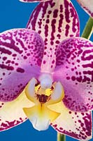 Orchid Cambria