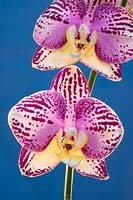 Orchid Cambria