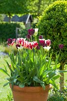 Tulipa 'Spring Green', 'Queen of Night' and 'Grand Perfection'.