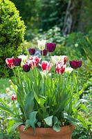 Tulipa 'Spring Green', 'Queen of Night' and 'Grand Perfection'