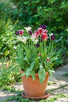 Tulipa 'Spring Green', 'Queen of Night' and 'Grand Perfection'
