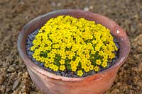 Dionysia tapetodes in a pot sunk in sand bed in an Alpine House