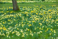 Narcissus pseudonarcissus - Wild Daffodil - and Narcissus obvallaris - Tenby Daffodil - naturalised in rough grass