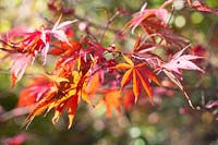 Acer palmatum 'Sumi-nagashi' - Japanese Maple