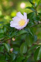 Camellia sasanqua 'Super Rosea'